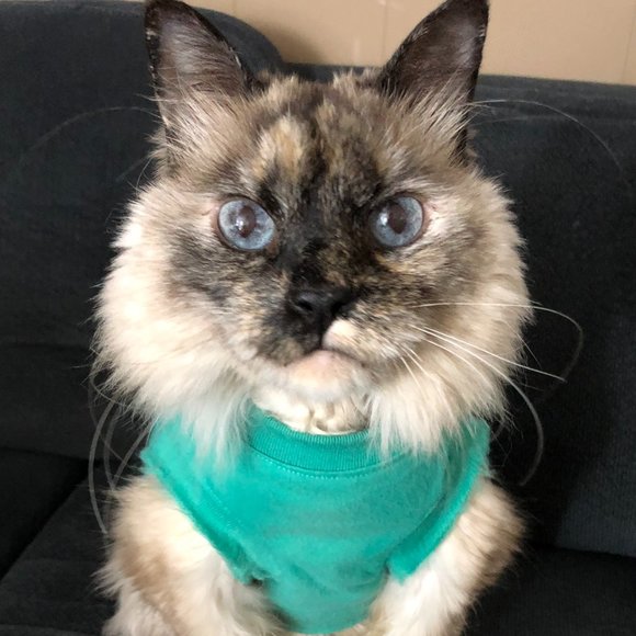 Meet your Posher, Jennifer - Picture 3 of 9